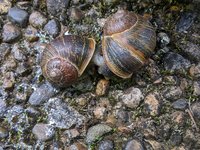 2023-01-01 snails.jpg
